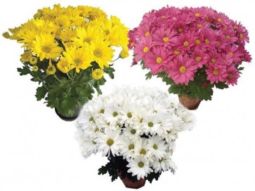 Flor Crisantemo vaso 15