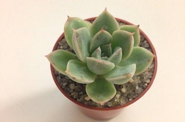 Suculenta Mini Vaso