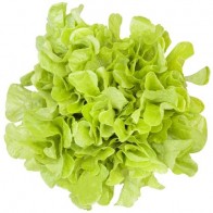Alface Mimosa Verde Hidroponica/ do campo