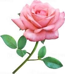 Rosa Unidade