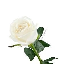 Rosa Branca unidade  