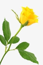 Rosa Amarela Unidade