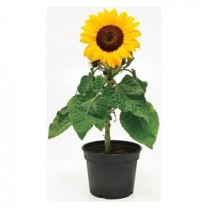 Flor Girassol vaso 15 