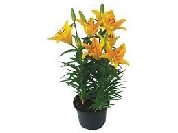 Flor Lírio variado vaso 12