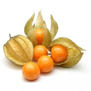 Physalis Fruex 100g