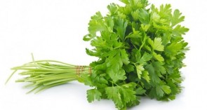 Salsa Molho