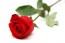 Rosa Unidade